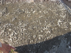 sea fossils at about 1200 meters