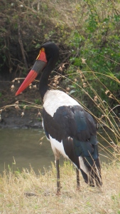 A little closer view of the saddlebill stork
