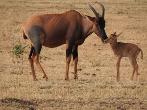 This is a Topi (antelope) and her baby.