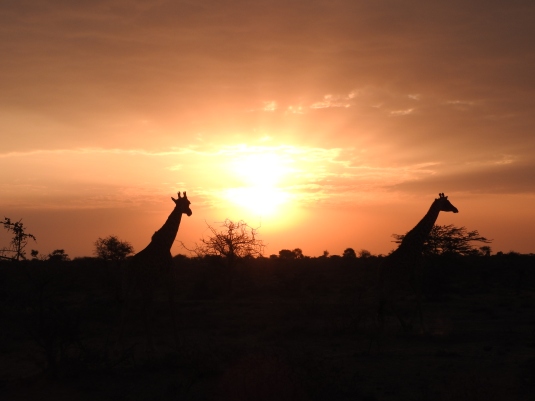 Giraffes at sunrise